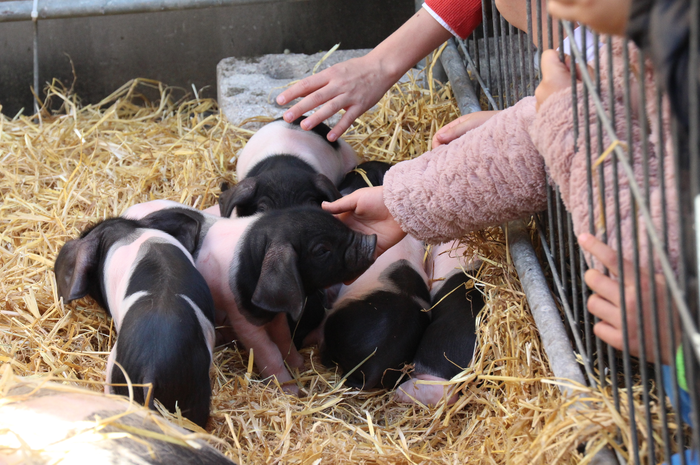 Urteko azken azoka berezia gurtu du Tolosak 57 1481986374669