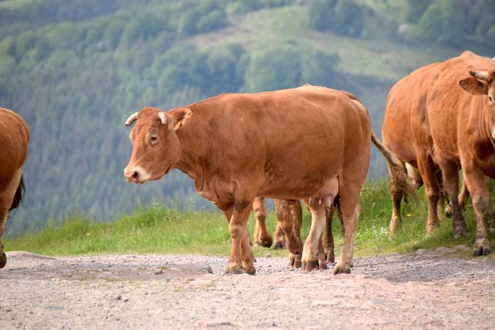 BERASTEG LARRE IREKIERA 2022 19 1652525078494