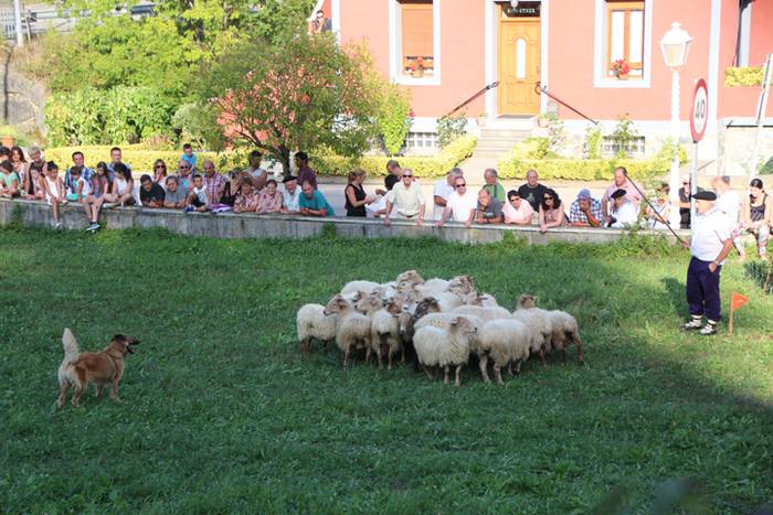 Artzaina eta txakurraren artea Amezketan 24 1472322449577