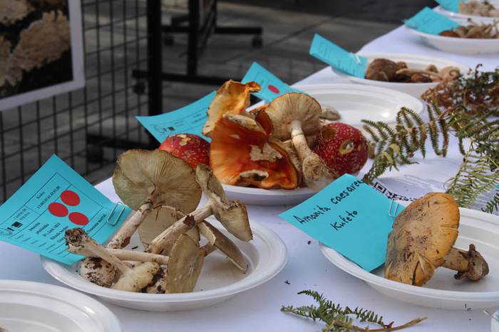 Mikologika 2015 azoka eguna 6 1445082990087