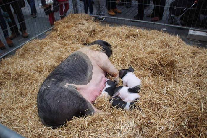 Tolosako Gabonetako azoka be 45 1514054238653