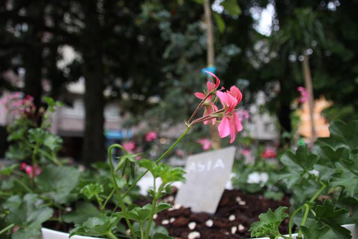 Eta liliek Tolosa ere amets 8 1495290229811