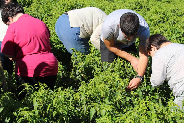 Ibarrako piperrak biltzen 20 29 1506521031585