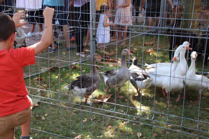 "Ibarra, Azoka eta Piparra" 74 1537103575473