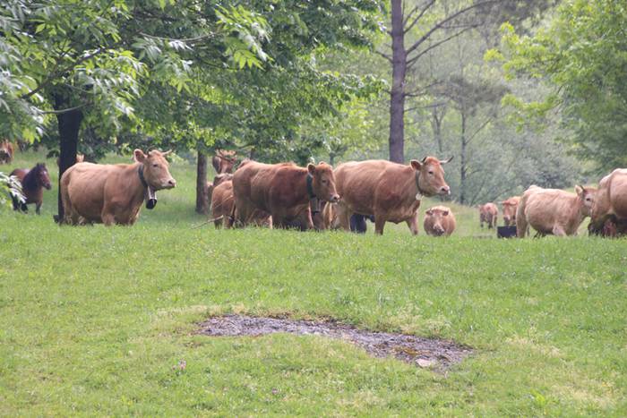 Amasamendiko larreetan bazka 12 1525172862444