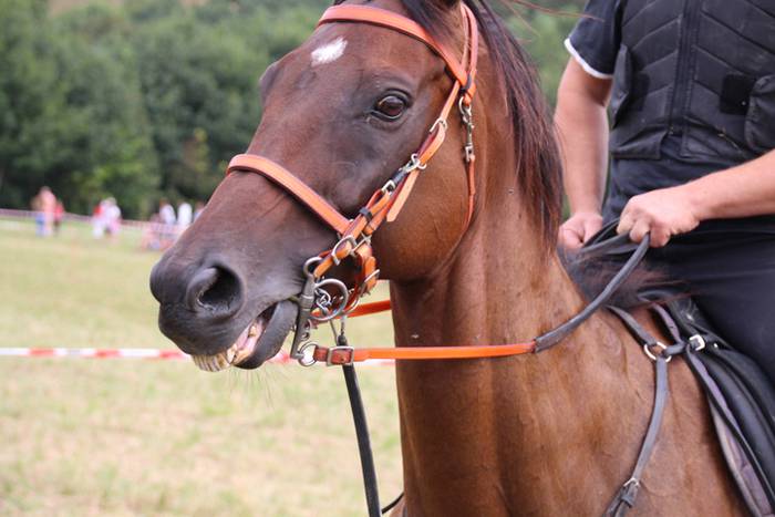 Zaldiak lasterka, gazteak desafioan 37 1472406751263