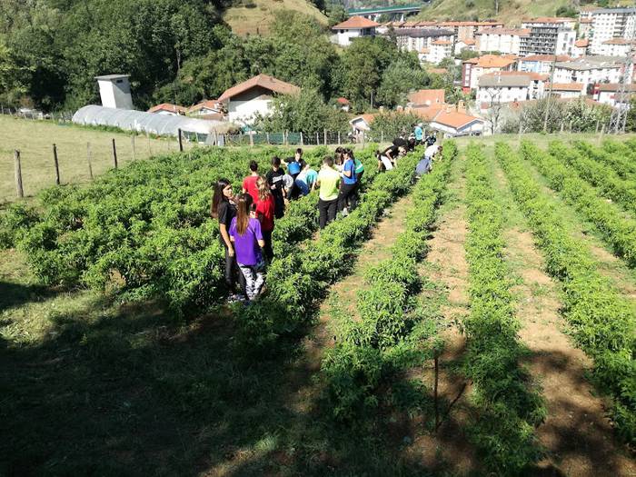 Ibarrako piperrak biltzen ar 10 1538055404523