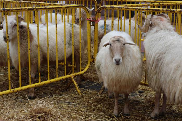 Oholtza gainera igo dira ira 15 1636308514201