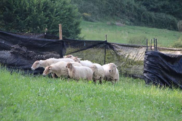 Artzaina eta txakurraren artea Amezketan 46 1472322633981