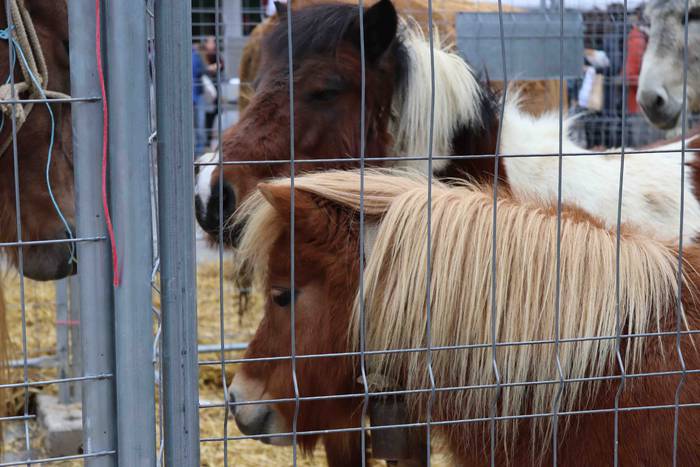 Oholtza gainera igo dira ira 16 1636308514803