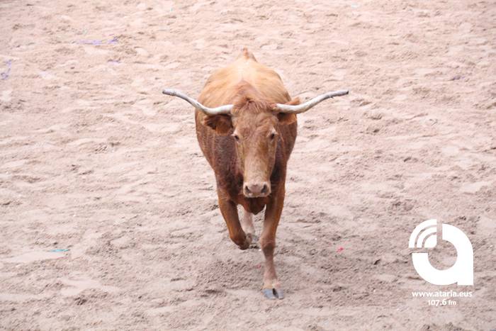 Zezenak adarrak okerrak ditu 43 1488277402056