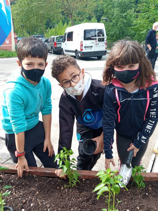 Piperrak landatu dituzte Iba 4 1621252669243