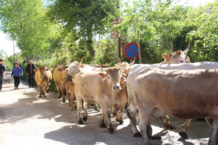 Larre irekiera Larraitzen 20 2 1493639678450