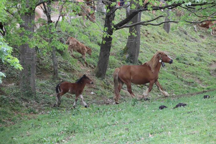 Larre irekiera festa Komizar 10 1650713597010