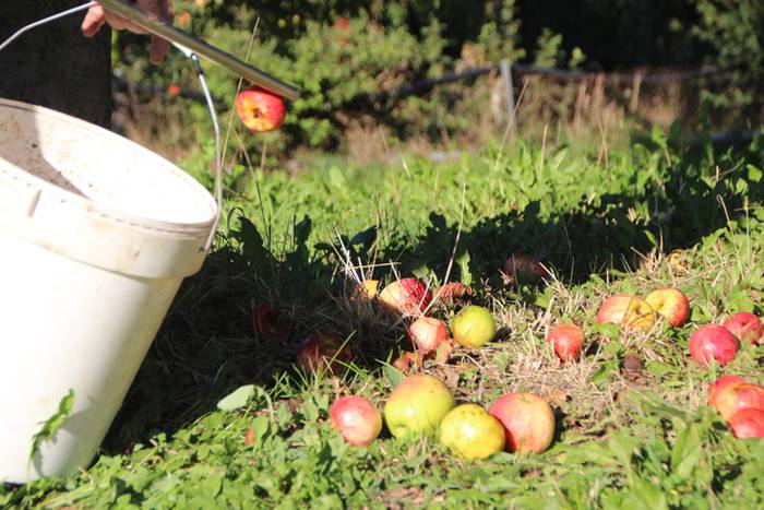 Sagarraren zukua, upelera 4 1477475680499