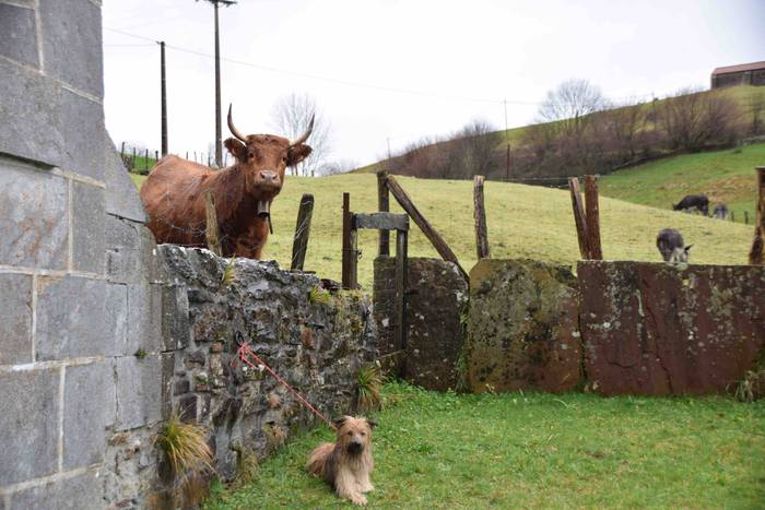 San Anton eguna Berastegin 2 12 1579262700215