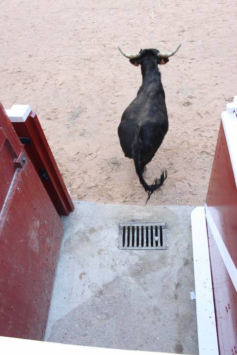 Inauteriak 2020, zezenak Ost 5 1582222542138