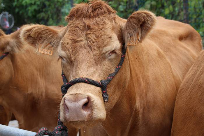 Piperra baino askoz gehiago 79 1505655129175