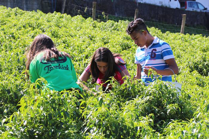 Ibarrako piperrak biltzen 20 46 1506521166968