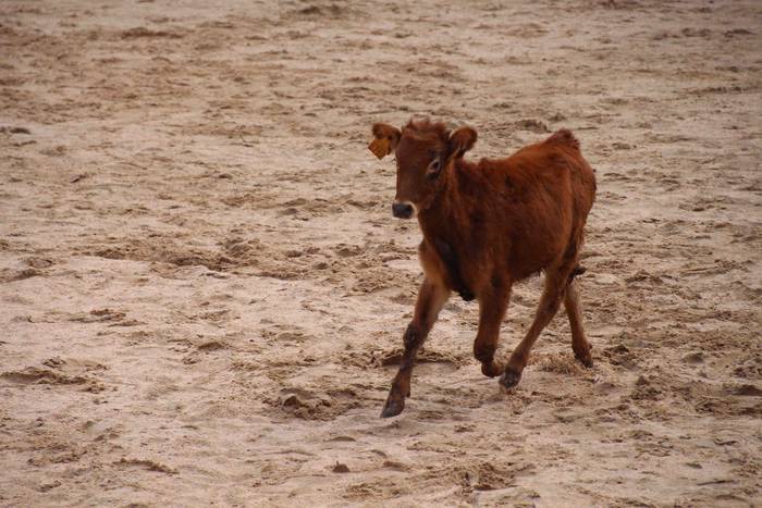 Zezen plaza hartu dute umeek 18 1539360651643