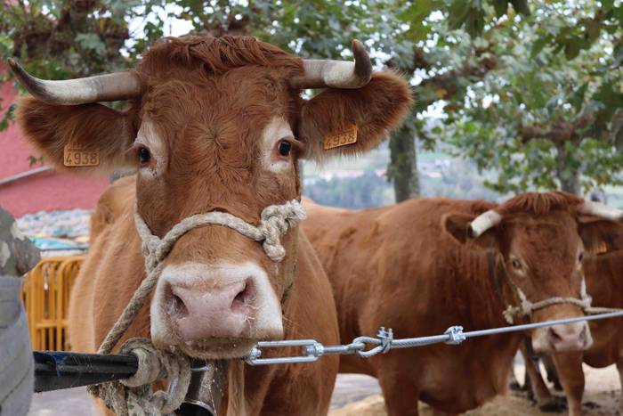 Herriko abereek eta inguruko 34 1667129843014