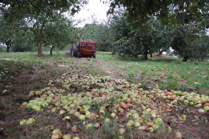 Sagarrak jasotzen. Altzo. Sa 16 1631723381925