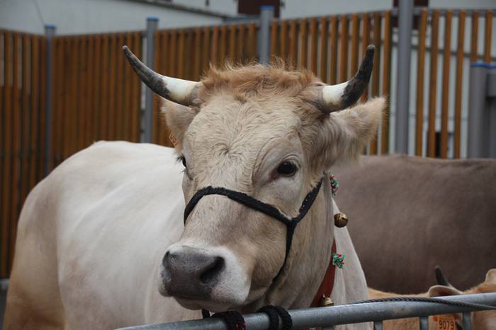 Abeltzain eta artisauen azoka hernialden 2 1462708877410