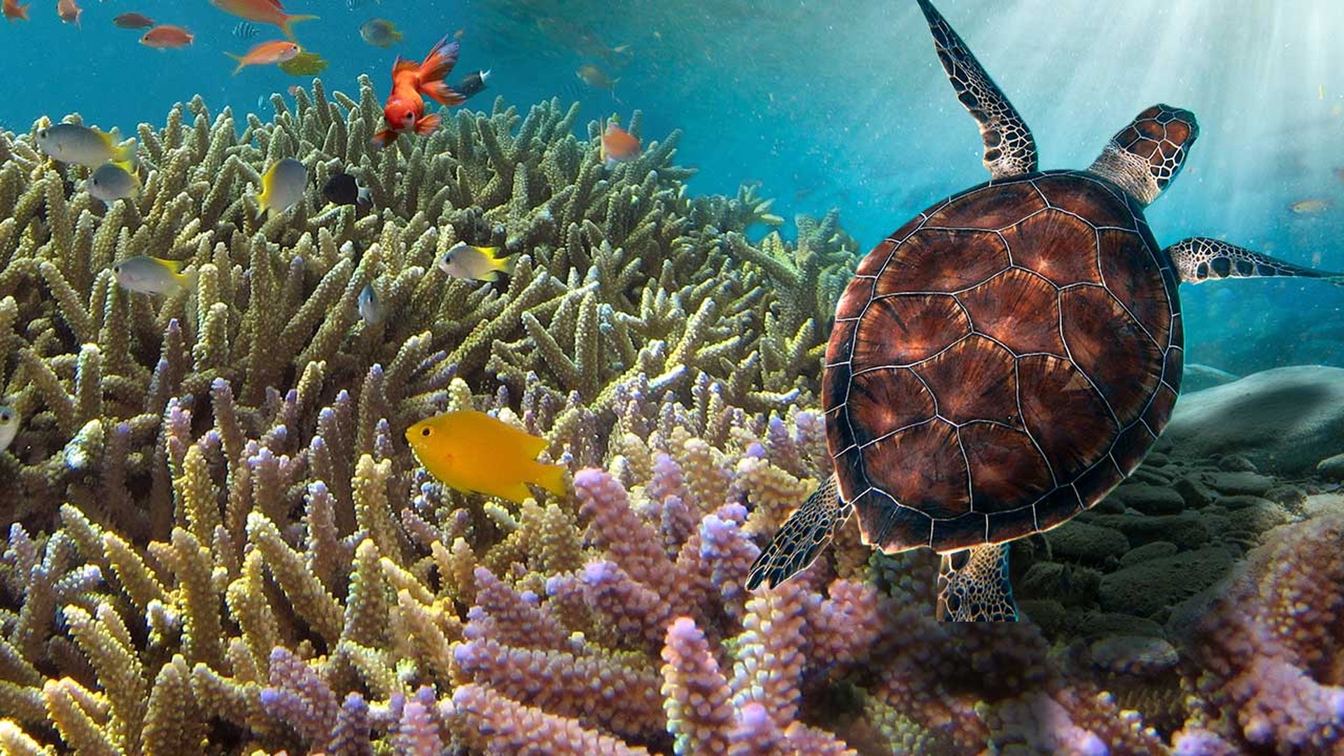 Asteklimaren hiru ekitaldi hartuko ditu Tolosak