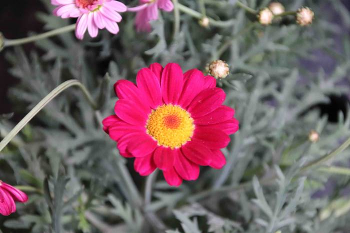 Lore eta Landare Azoka 2019 15 1558171901858