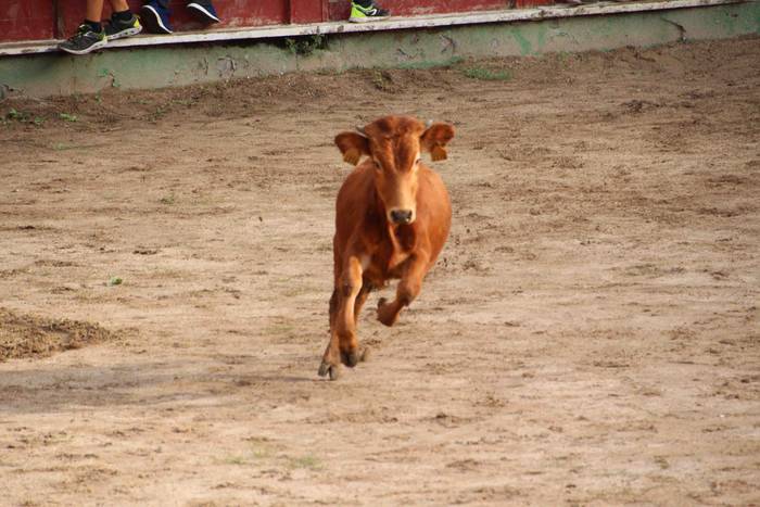 Zezen plaza hartu dute umeek 28 1539360795607