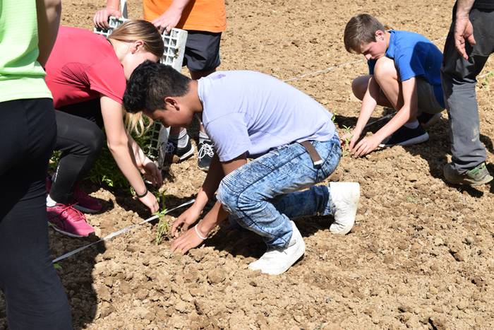 Piper landaketa Ibarran, 201 35 1494844481611