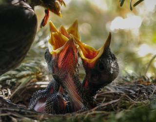 Erdipurdiko bertsolaria