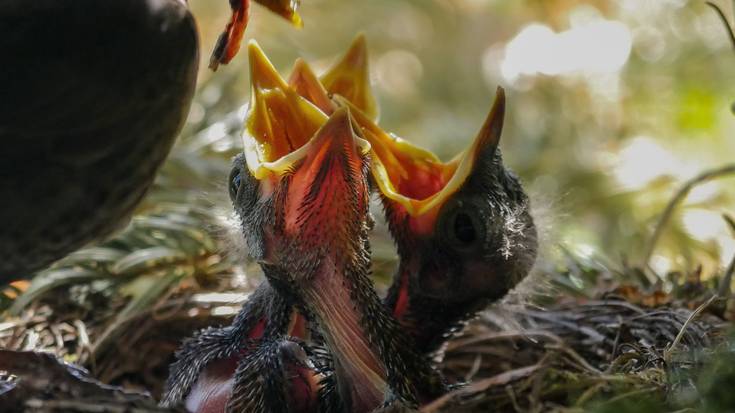 Erdipurdiko bertsolaria