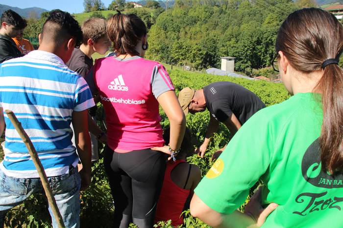 Ibarrako piperrak biltzen 20 14 1506520906332