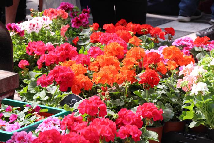 Udaberria loratu da Tolosan 23 1526734118198