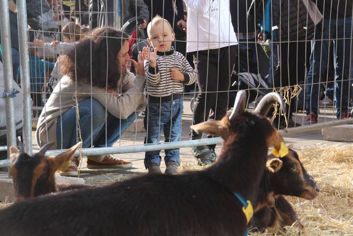 Tolosa Gabonetako Azoka berezia 2015 15 1450532618136