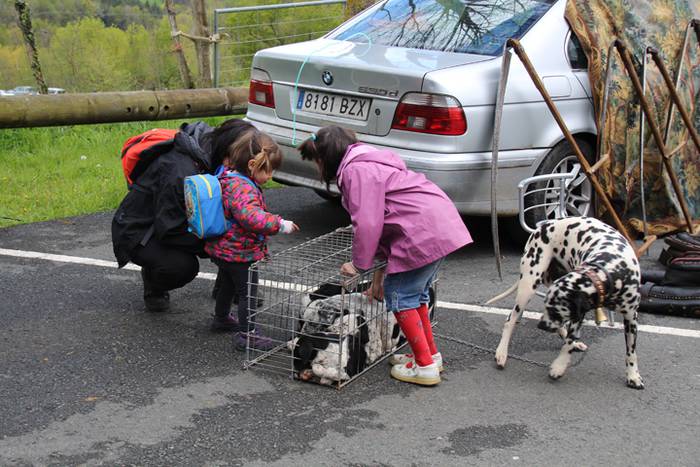 Aralarko larre irekiera 11 1462122124935