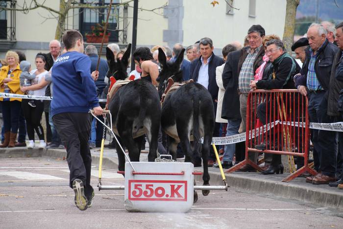 Idiek irabazi diete astoei A 16 1541962113776