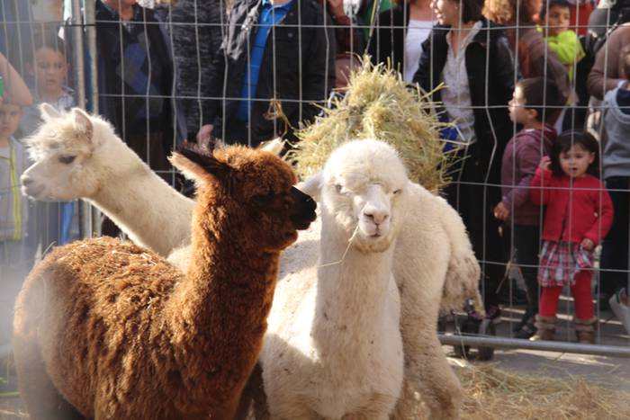 Tolosa Gabonetako Azoka berezia 2015 23 1450532621539