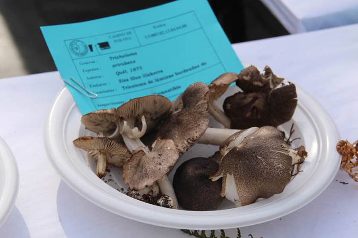 Mikologika 2015 azoka eguna 7 1445082990388