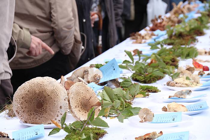 AZOKA MIKOLOGIKOA 2017 26 1508591648996