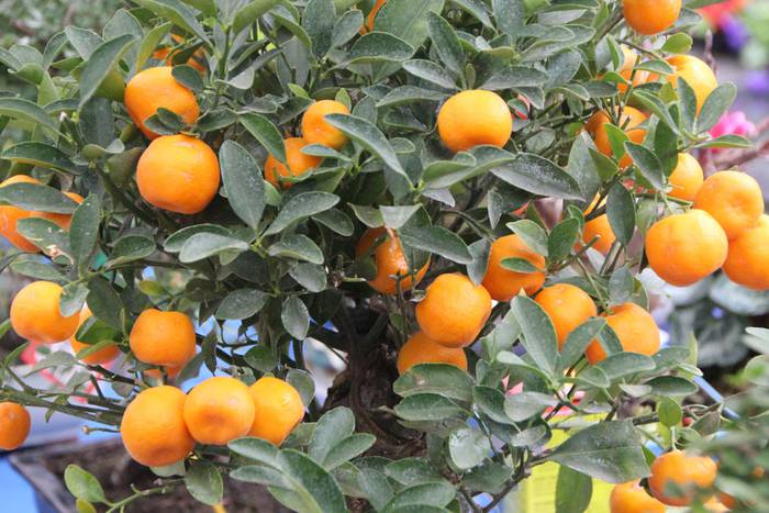 Zuhaitz Azoka Tolosan 2016 42 1456601482465