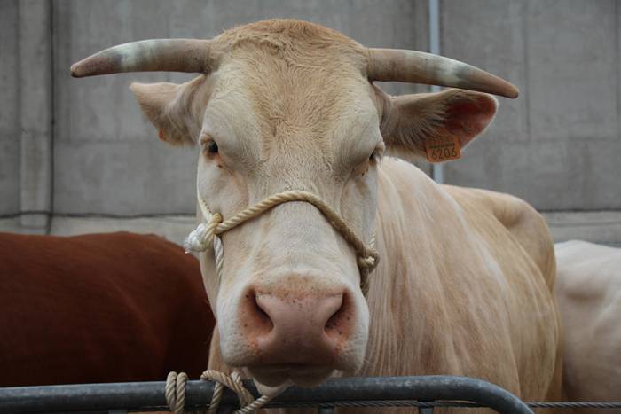 Abeltzain eta artisauen azoka hernialden 3 1462708877823