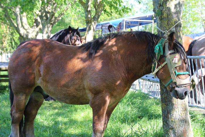 Larre irekiera Larraitzen 20 19 1493639775979