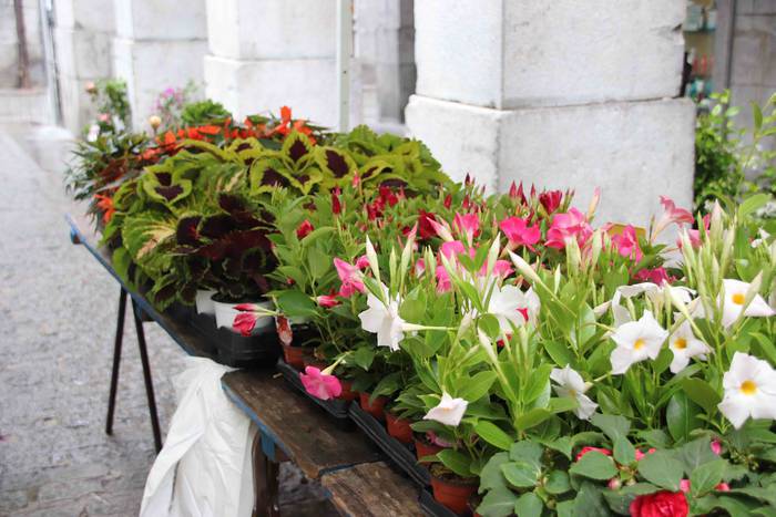 Lore eta Landare Azoka 2019 3 1558171895014