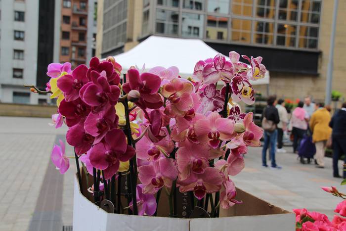 Lore eta Landare Azoka Tolosan 2016 29 1465051792739