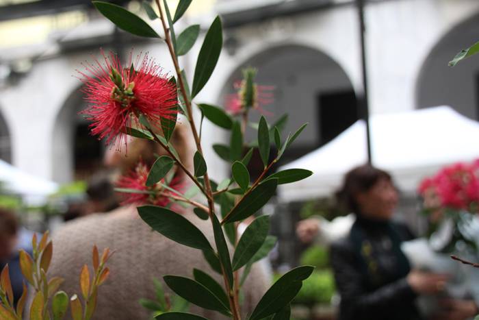 Eta liliek Tolosa ere amets 19 1495290299827