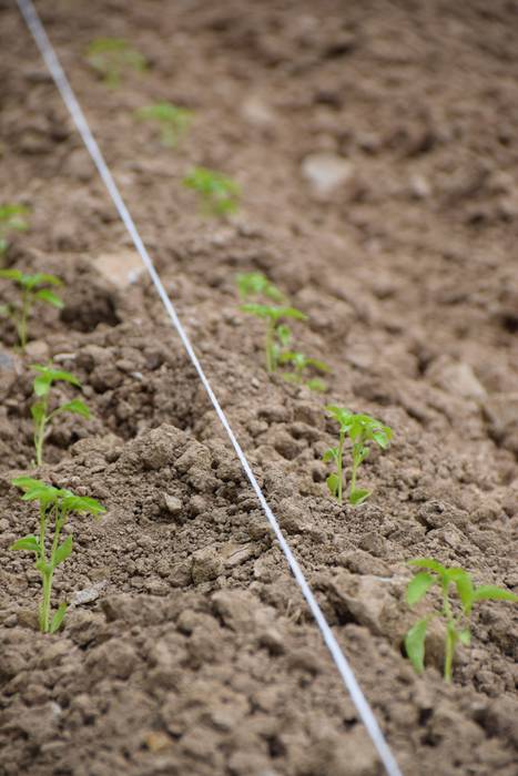 Ibarrako piperrak landatzen, 32 1527075789902