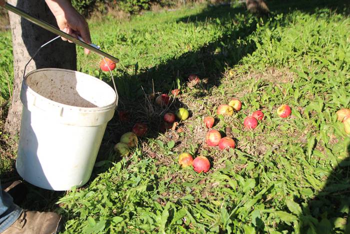 Sagarraren zukua, upelera 3 1477475671013