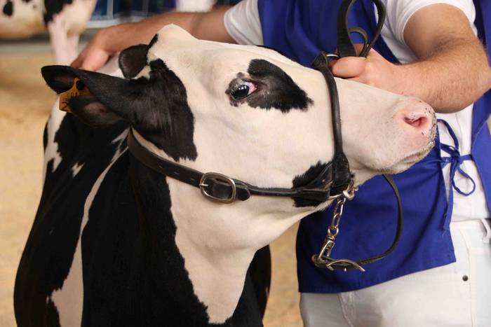 X. Euskal Herriko Frisoi Txa 6 1542479381816